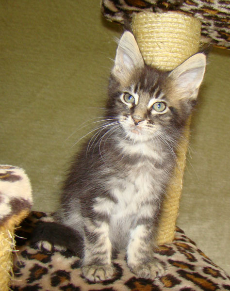     Catsvill County!   !    !       !!!    Catsvill County +7-926-544-74-09     .   ,   ,   ,    ,   ,  ,     ,   -,    ,   !